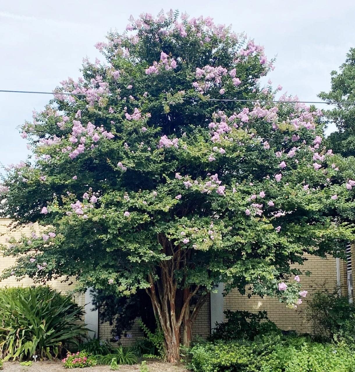 Crape Myrtle Muskogee  10 plantas vivas  Lagerstroemia Indica  Hermoso árbol floreciente de lavanda de bajo mantenimiento
