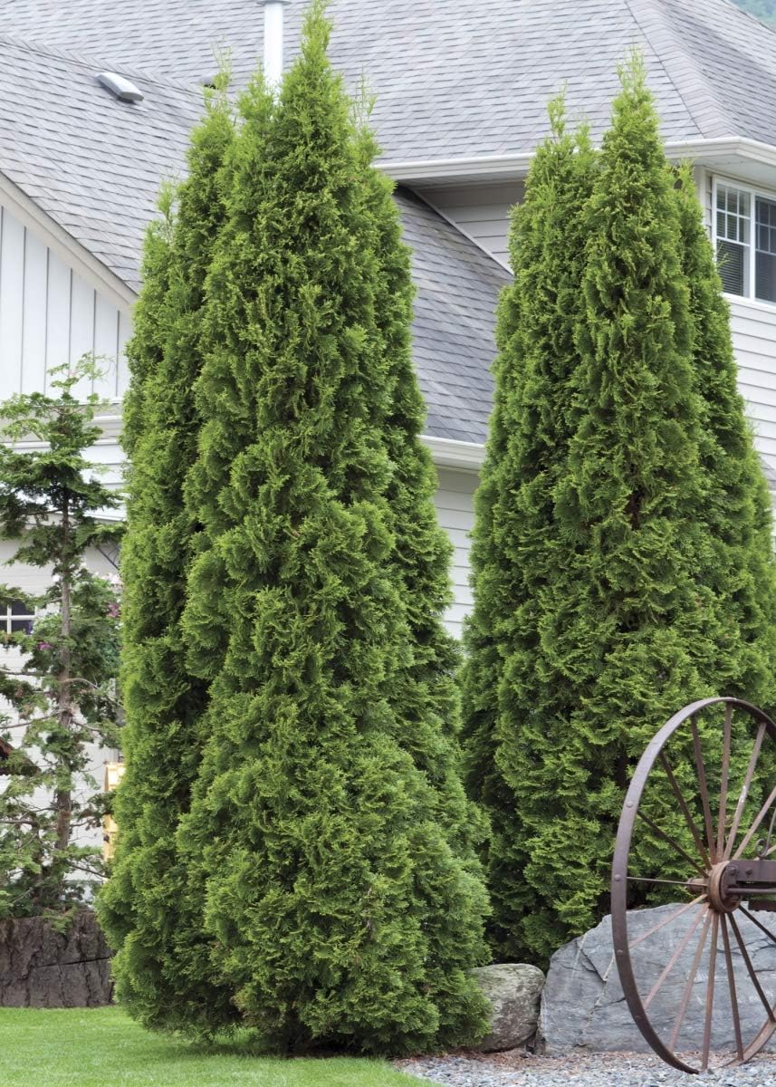 Thuja Green Giant Arborvitae Lote de 20, maceta de 3 pulgadas