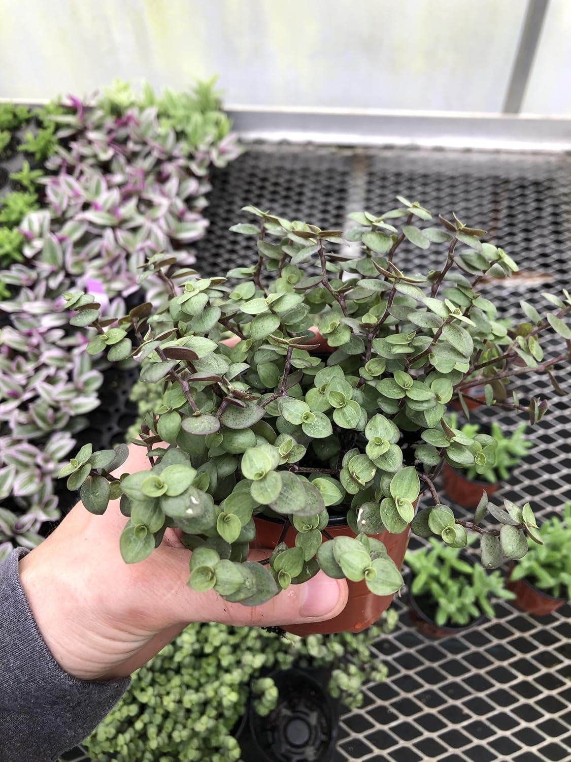 Tradescantia Tortuga