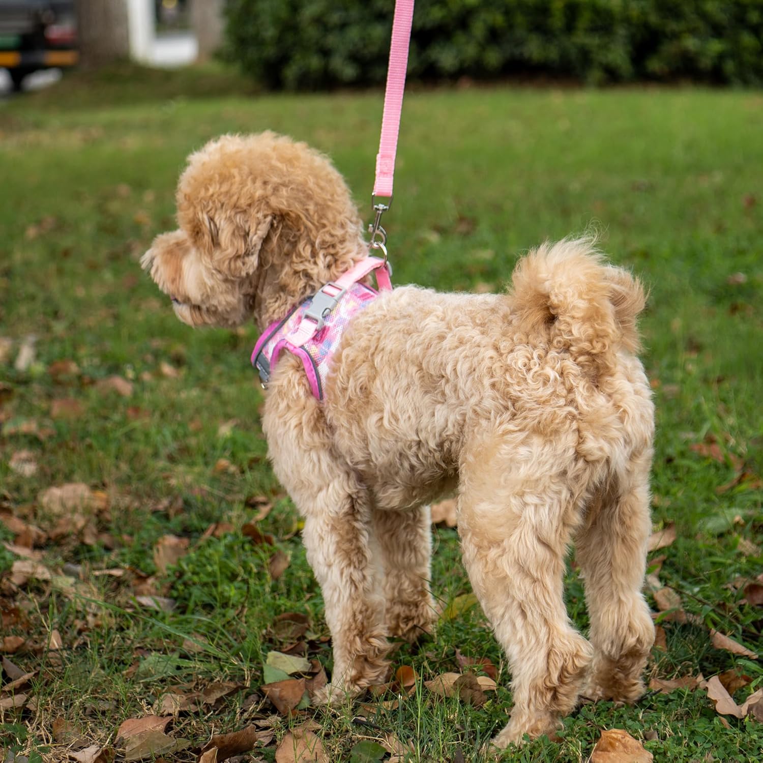 Juego de arnés y correa para cachorro, arnés de chaleco para perro con malla transpirable, rayas reflectantes, arnés ligero para mascotas para