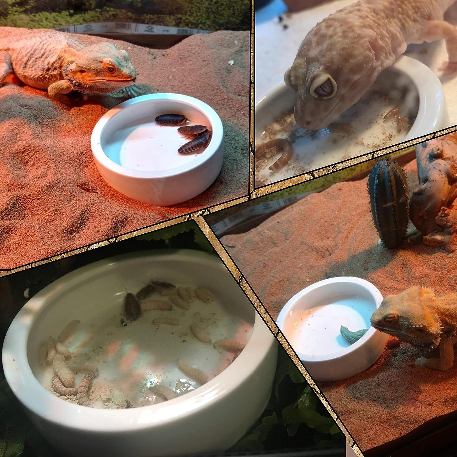 2 cuencos de cerámica para reptiles con pinzas para tortuga, lagarto, barbudo, dragón, rana, leopardo, gecko, serpiente, camaleón, (mediano, 2.68