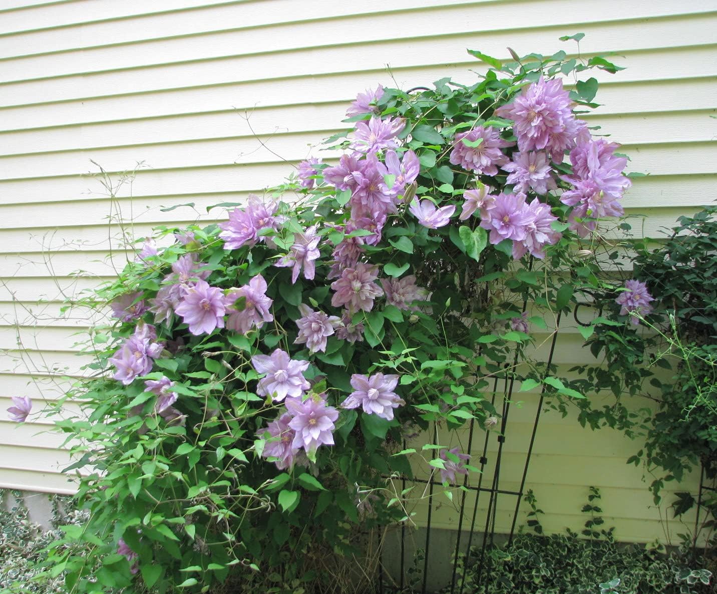 Clematis Proteus – Planta viva en una maceta de cultivo de 4 pulgadas – Clematis ‘Proteus’ – Plantas de inicio listas para el jardín – Hermosa vid