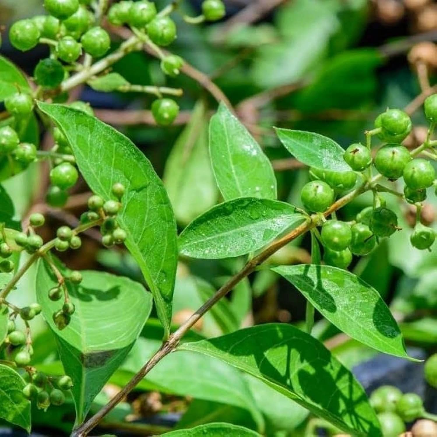 CHUXAY GARDEN Semillas de henna Lawsonia Inermis para plantar al aire libre, Privet egipcio, 20 semillas, sorprendente planta de paisajismo rara,