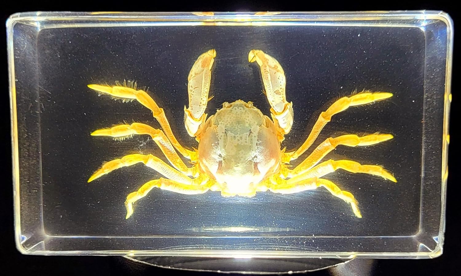 Cangrejo real de 2.874 in en resina de lucita cristalina, muestra preservada Mictyris Brevidactylus Sea Marine Aimal Taxidermia Colección de