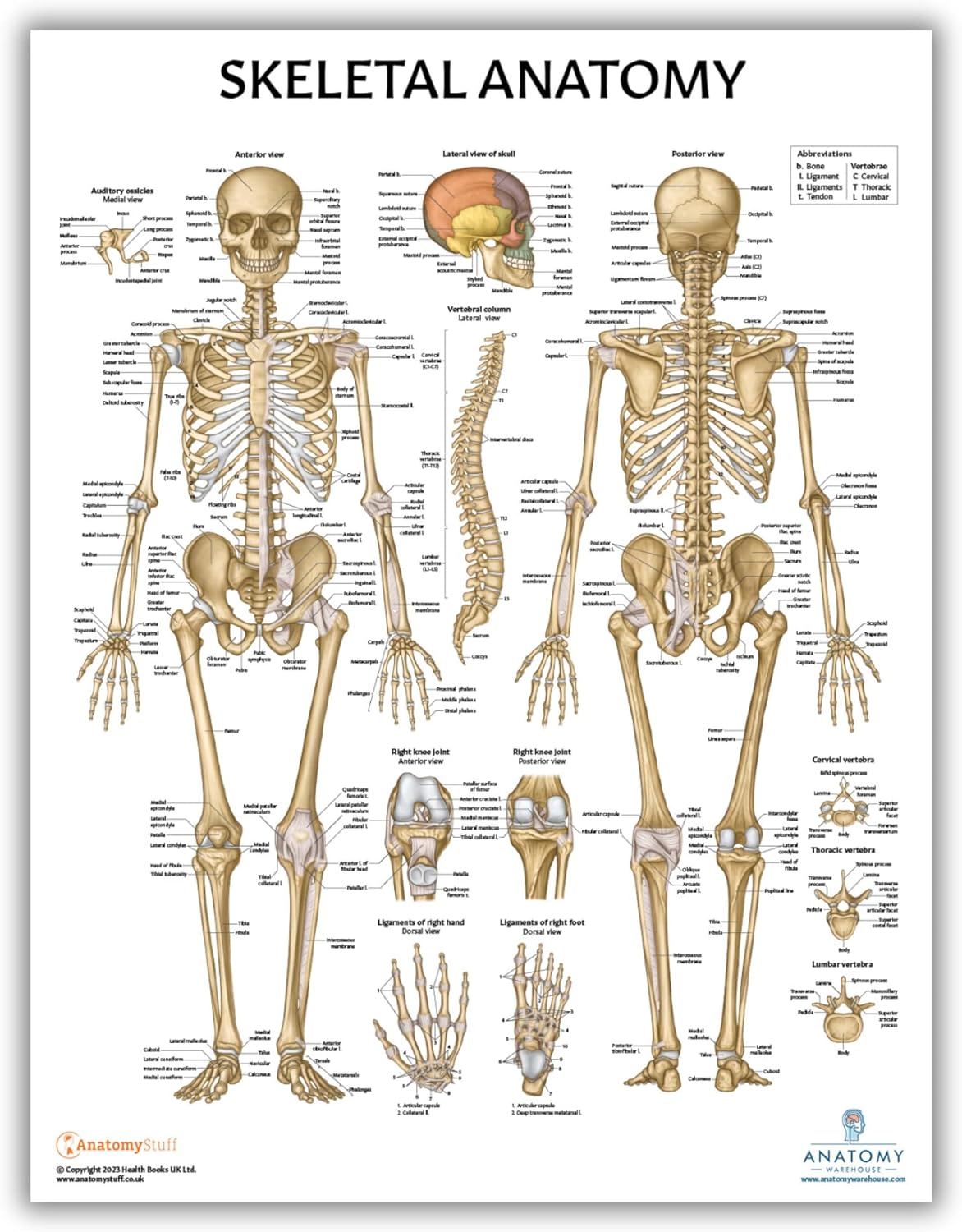Anatomy Lab Paquete de 5 pósteres de anatomía, laminado, muscular, esquelético, yoga, estiramiento y pilates, póster de anatomía y fisiología, 17.3