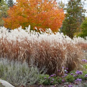CHUXAY GARDEN Hierba perenne resistente a la llama Jocad Miscanthus Purpurascens Miscanthus Sinensis Hierba ornamental para todas las estaciones, CHUXAY GARDEN Hierba perenne resistente a la llama Jocad Miscanthus Purpurascens Miscanthus Sinensis Hierba ornamental para todas las estaciones,