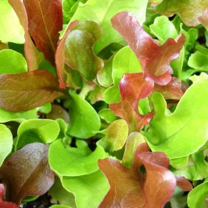 Más de 1,000 semillas de lechuga Mesclun – Mezcla de ensalada, más de 1,000 semillas Más de 1,000 semillas de lechuga Mesclun – Mezcla de ensalada, más de 1,000 semillas
