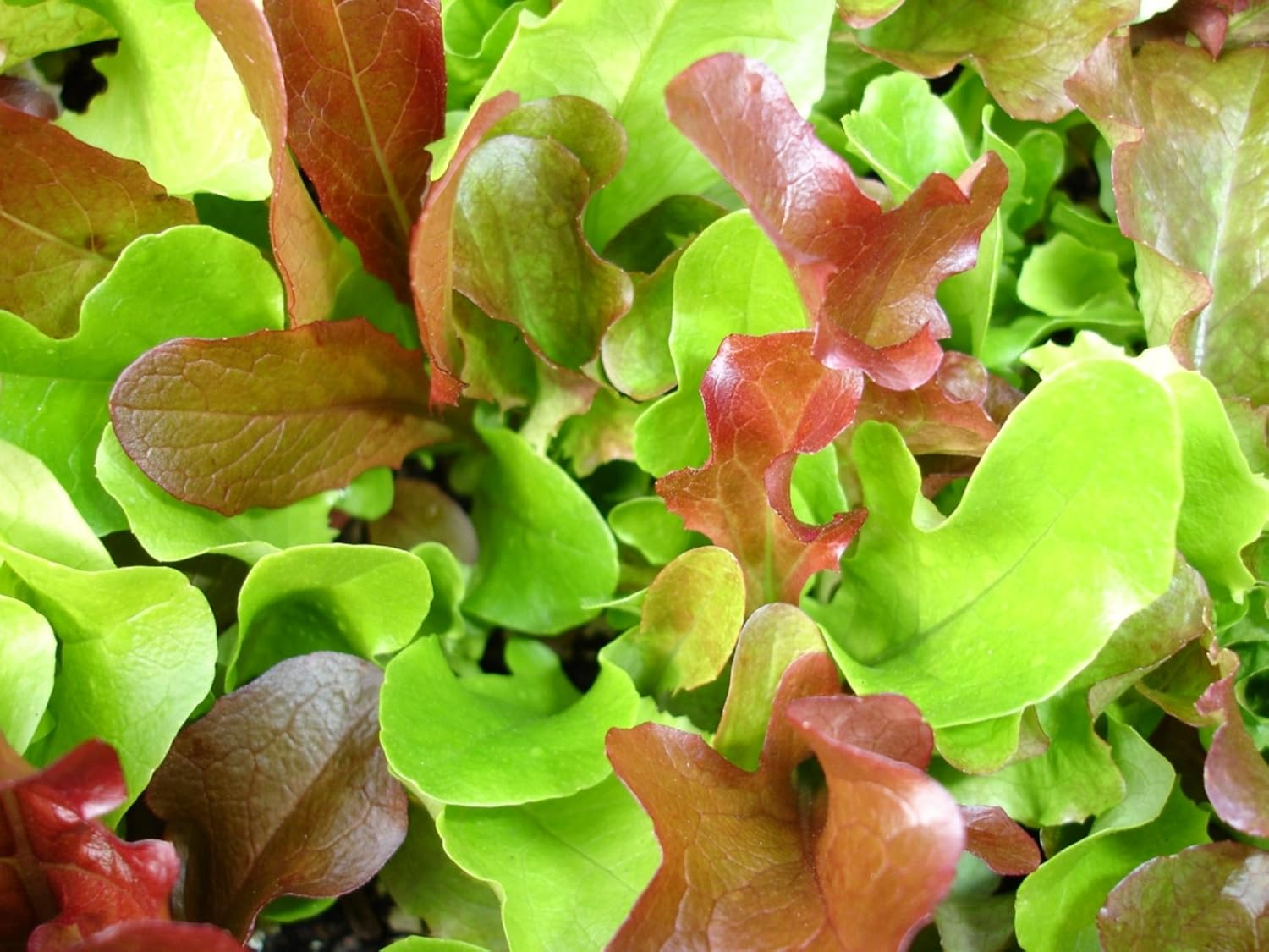 Más de 1,000 semillas de lechuga Mesclun – Mezcla de ensalada, más de 1,000 semillas