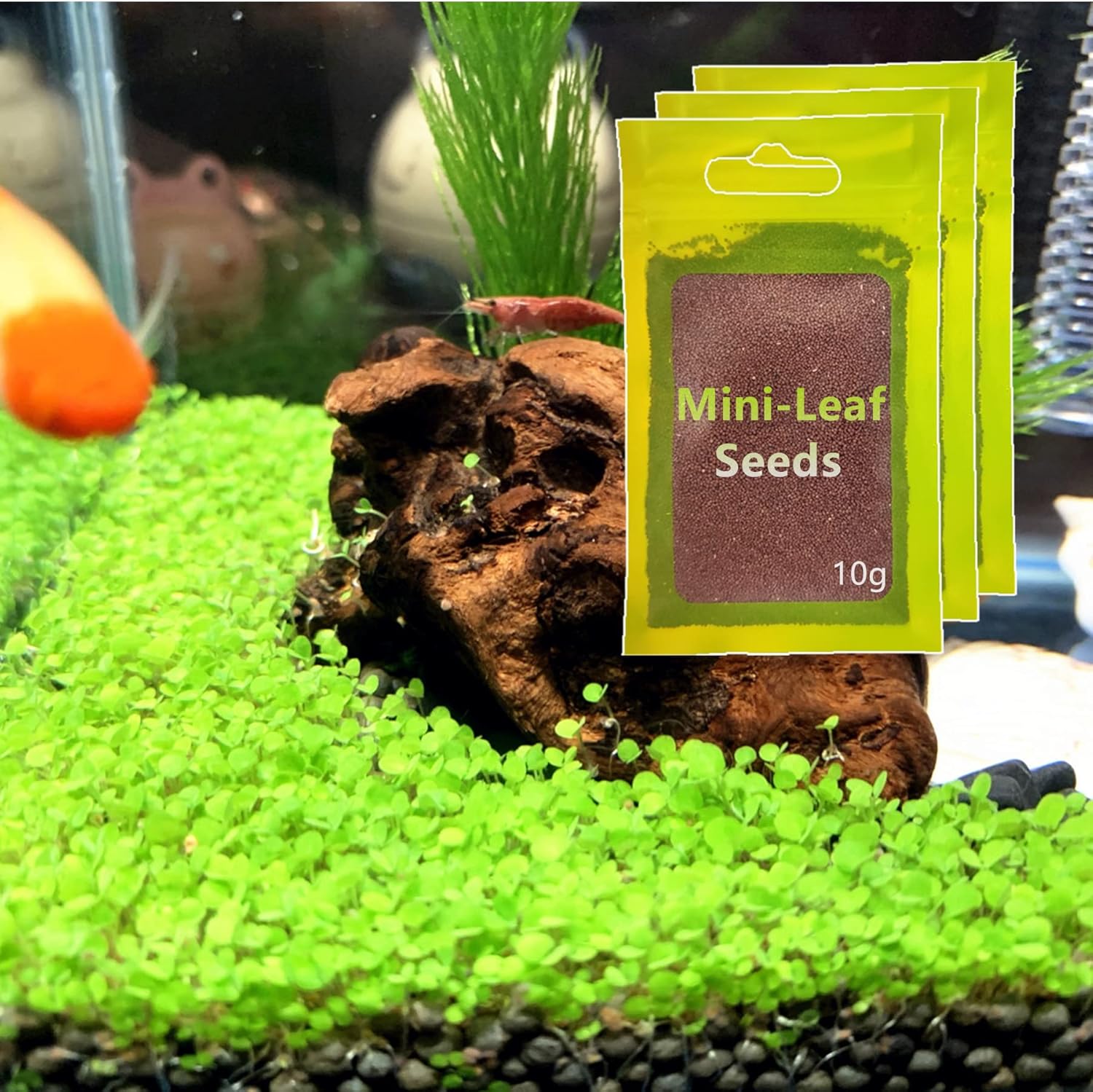 Planta de acuario viva, hierba de agua con semillas, 1 onza de agua dulce acuática, mini hoja de perla pequeña para pecera, terrario, alfombra enana