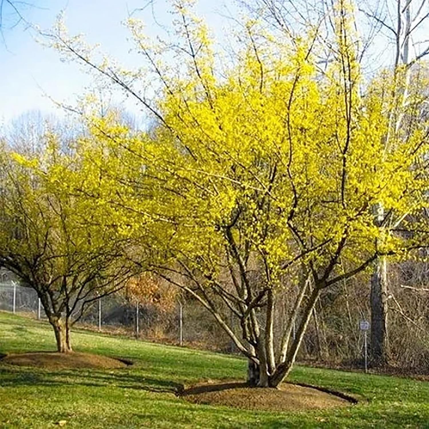 QAUZUY GARDEN 10 semillas de cornelo de cereza de cornalina premium (Cornus Mas), semillas de cornel europeas, sabrosas y de alto rendimiento,