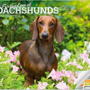 Calendario de Dachshunds 2024  Paquete de calendario de pared de perros Weiner Deluxe 2024 con más de 100 calcomanías de calendario (regalos de Calendario de Dachshunds 2024  Paquete de calendario de pared de perros Weiner Deluxe 2024 con más de 100 calcomanías de calendario (regalos de