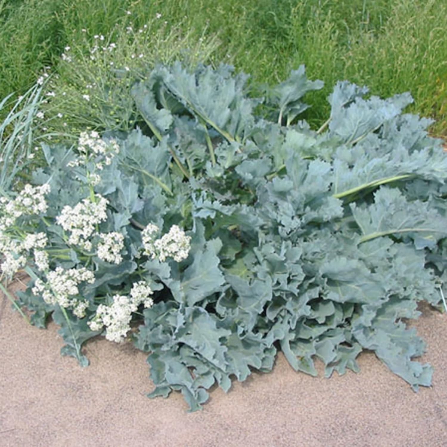 QAUZUY GARDEN 50 semillas de col rizada marina (Crambe Maritima), tolerantes a la sal, comestibles, ornamentales, de rápido crecimiento, sin OMG