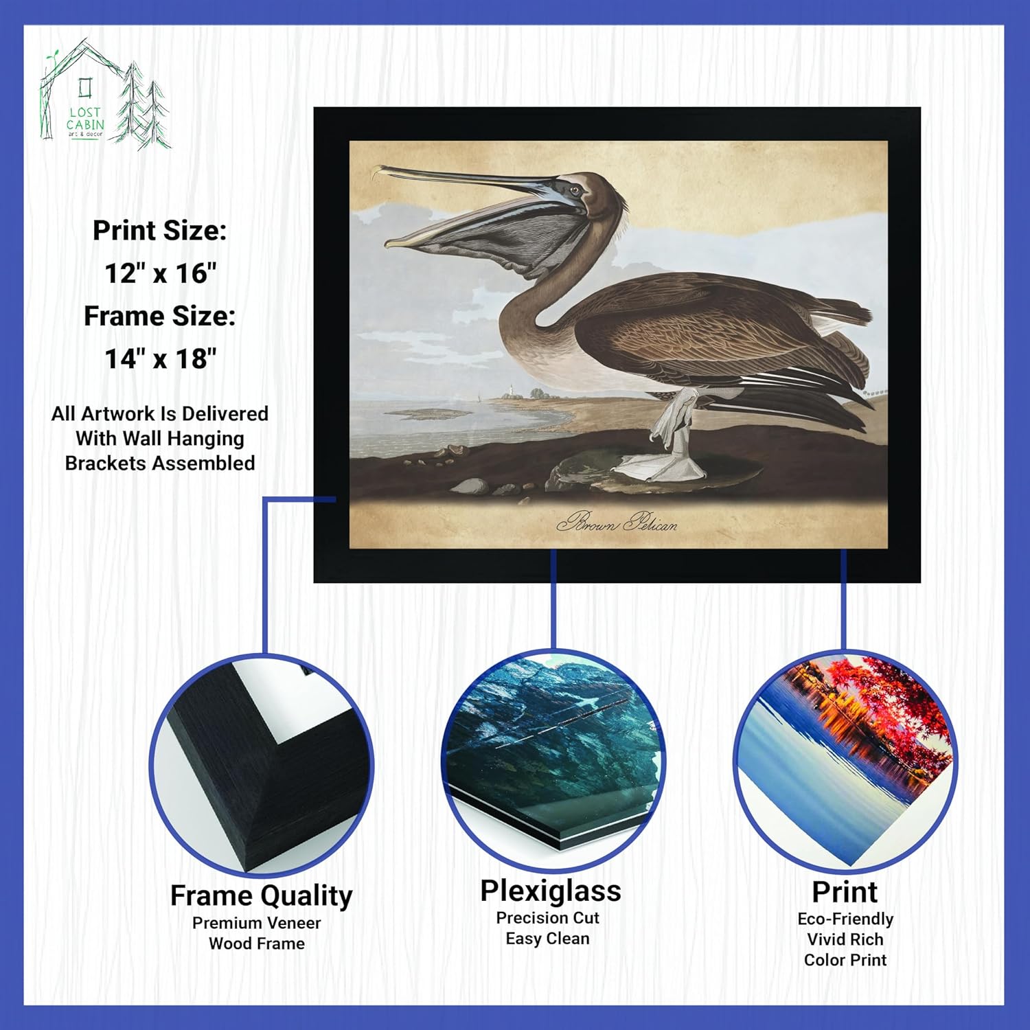 Brown Pelican por James Audubon – Marco biselado negro de 12 x 16 pulgadas  Decoración artística enmarcada  Reproducción de pinturas de obras de