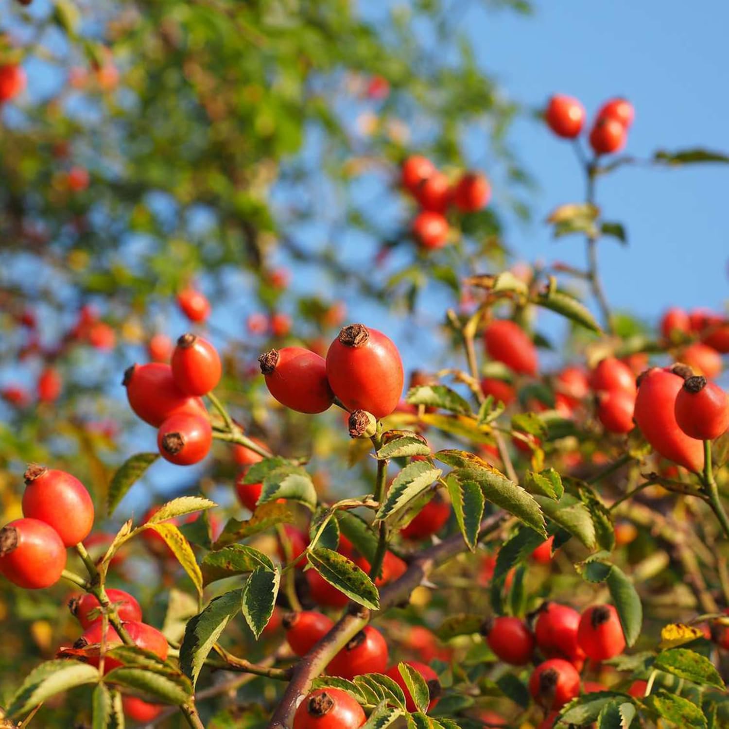 YEGAOL Garden – Semillas de rosa mosqueta, frutas y bayas, valor nutricional utilizado en tés de hierbas, mermeladas y jaleas, bordes para