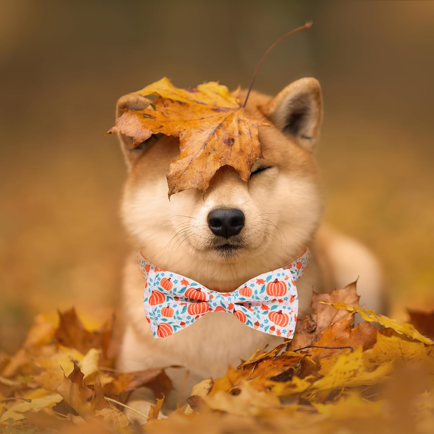 Collar de calabaza de otoño para perro con pajarita, collar festivo de cosecha de otoño de Acción de Gracias para niños pequeños y niñas, mascotas