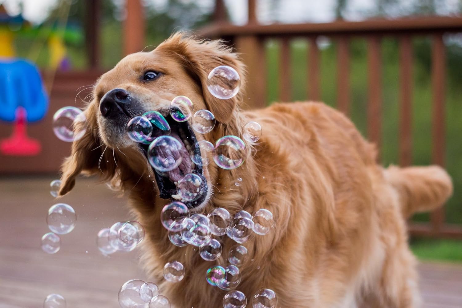 Puppy Love Bubbles, burbujas perfumadas de mantequilla de maní de 4 onzas, paquete de 2 botellas con sabor a mantequilla de maní para perros