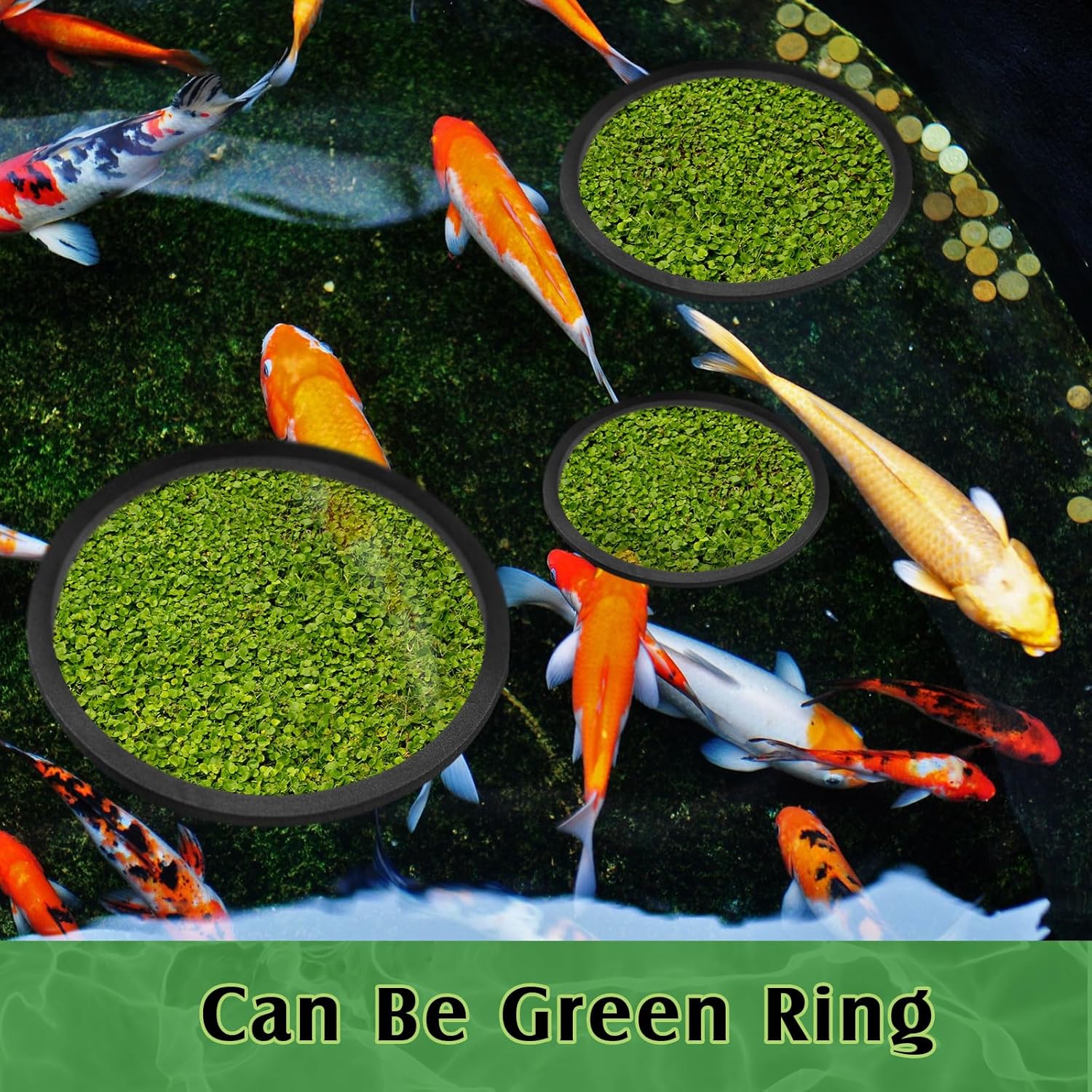 Pangda 10 anillos flotantes para acuario, anillo de alimentación de peces, corral de plantas flotantes para mantener las plantas de alimentos en su