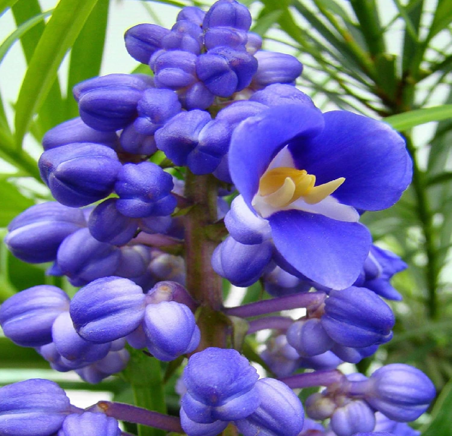 Blue Hawaiian Ginger plant Root