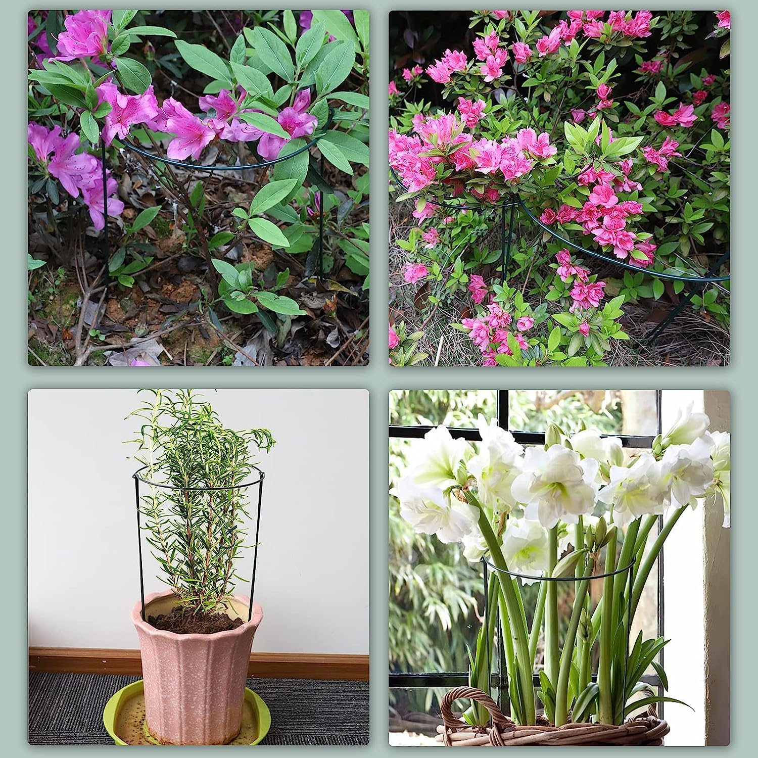 Paquete de 10 estacas de soporte para plantas, jaulas y soportes de peonía de metal de 10 pulgadas de ancho x 24 pulgadas de alto, estacas para