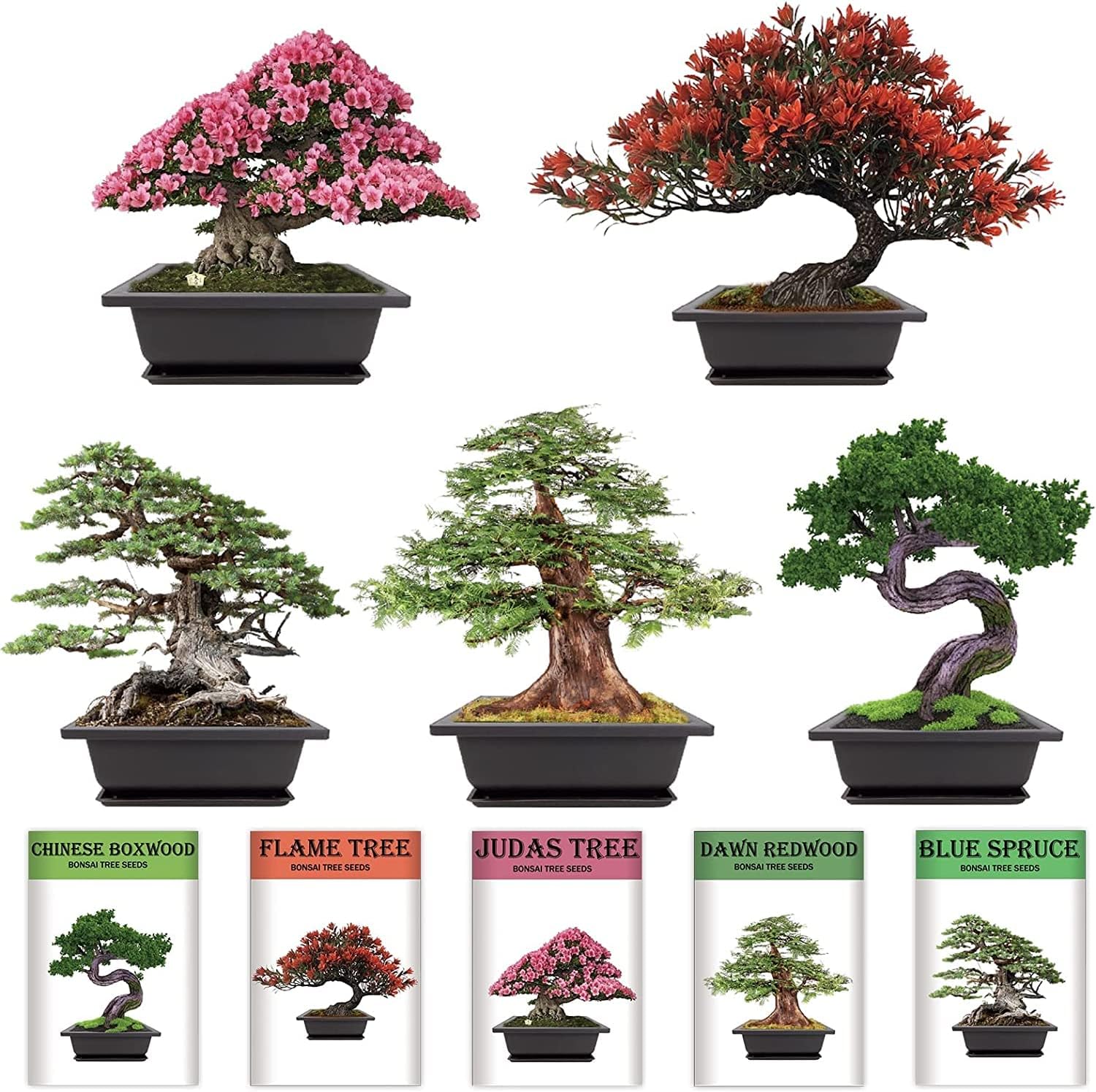 Creciendo en abeto azul, boj chino, secuoya del amanecer, árbol de llama, árbol de Judas, interior y exterior, jardinería casera, regalos de