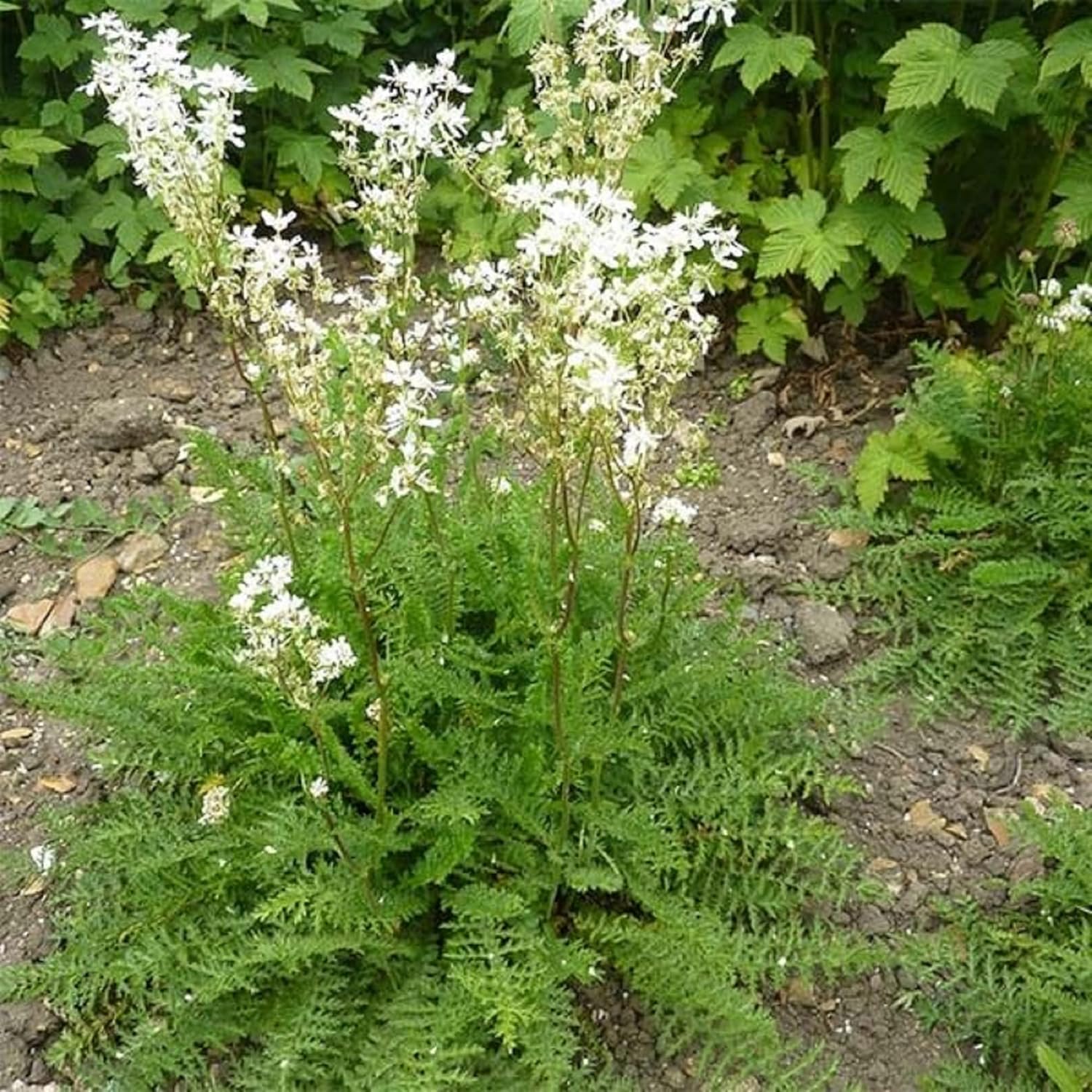 CHUXAY GARDEN 30 semillas Filipendula Vulgaris, Dropwort, Dropwort de hoja de helecho, hermosa planta con flores blancas hierba perenne planta de
