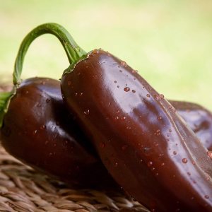 Paquete de semillas prémium de pimienta de jalapeño marrón, el récord más caliente del mundo + más Paquete de semillas prémium de pimienta de jalapeño marrón, el récord más caliente del mundo + más