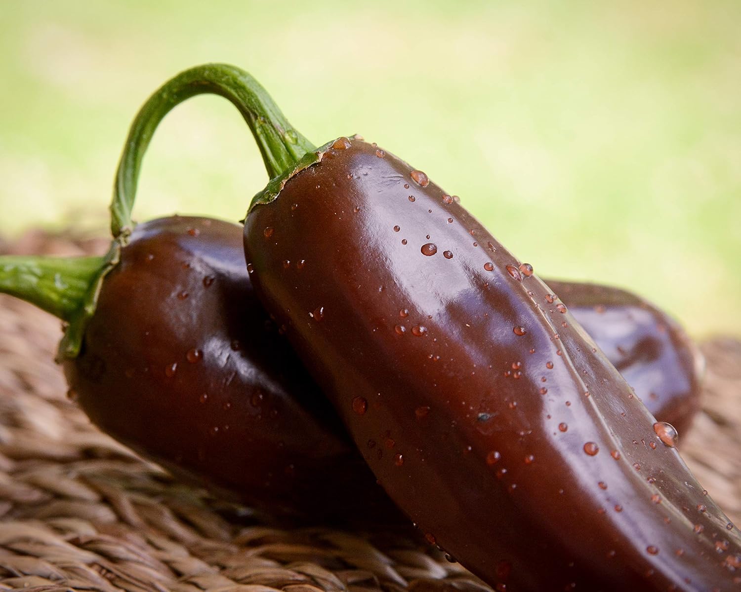 Paquete de semillas prémium de pimienta de jalapeño marrón, el récord más caliente del mundo + más