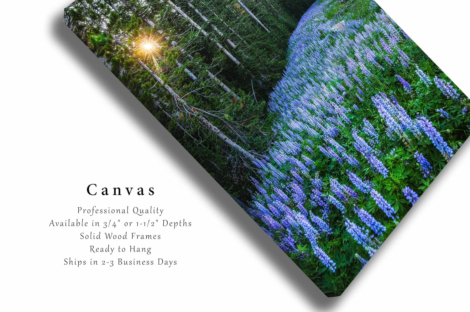 Rocky Mountain Canvas Wall Art (Ready to Hang) Vertical Gallery Wrap of Purple Lupine in Pine Tree Forest in Montana Wildflower Photography Nature