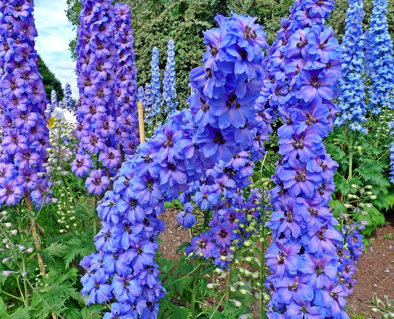 Sky Blue Delphinium Tall Seeds Aproximadamente 30 Semillas 6Lx3W