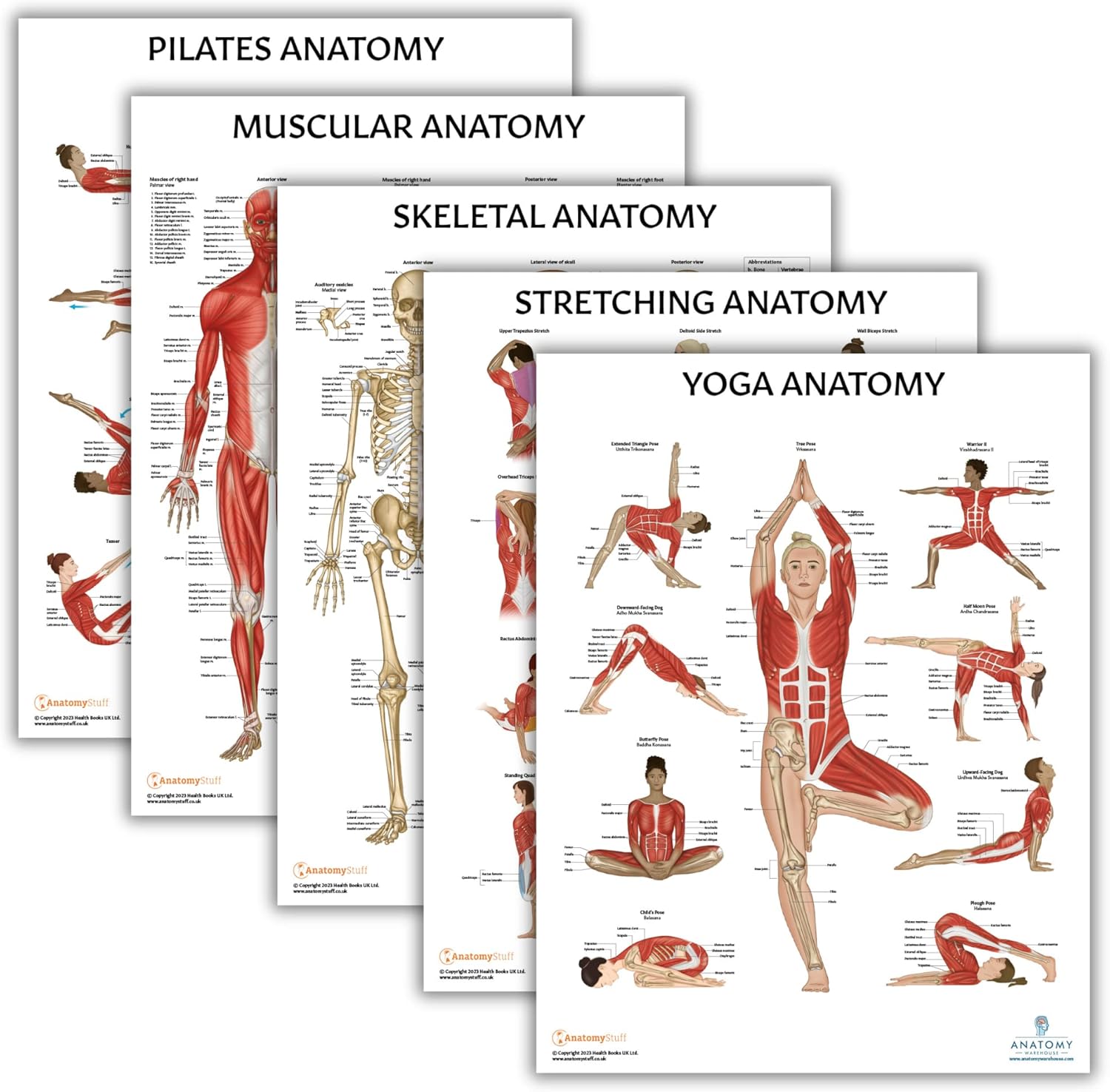 Anatomy Lab Paquete de 5 pósteres de anatomía, laminado, muscular, esquelético, yoga, estiramiento y pilates, póster de anatomía y fisiología, 17.3