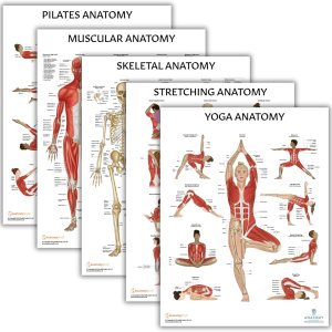 Anatomy Lab Paquete de 5 pósteres de anatomía, laminado, muscular, esquelético, yoga, estiramiento y pilates, póster de anatomía y fisiología, 17.3 Anatomy Lab Paquete de 5 pósteres de anatomía, laminado, muscular, esquelético, yoga, estiramiento y pilates, póster de anatomía y fisiología, 17.3