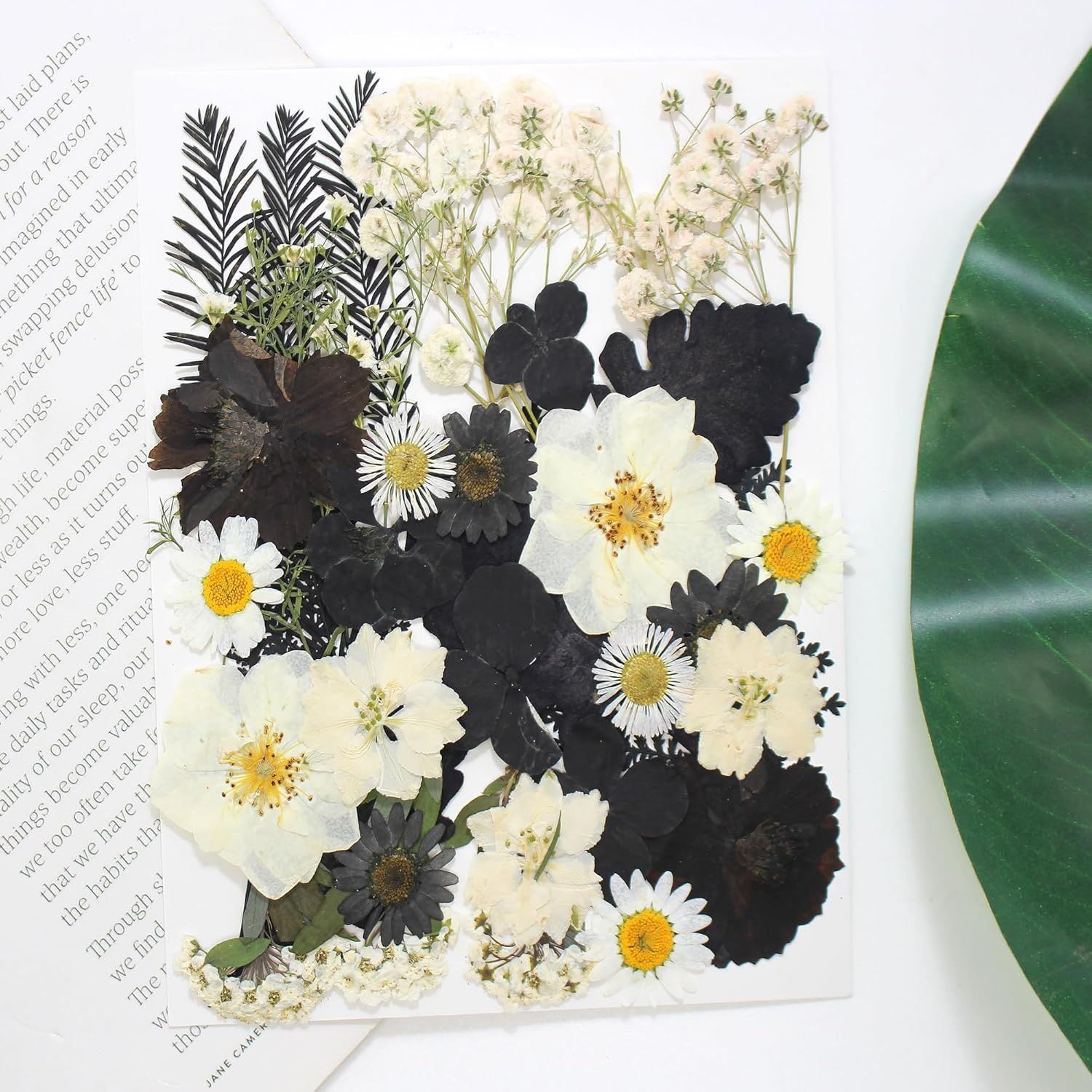 YouthBro – 37 flores prensadas secas negras para moldes de resina, flores prensadas naturales reales para manualidades, fabricación de velas,