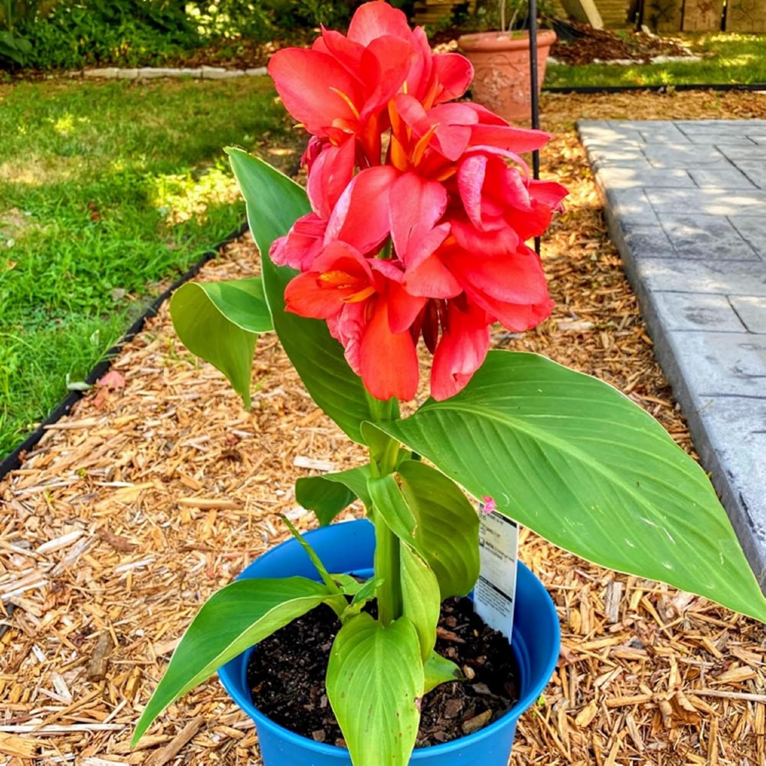 CHUXAY GARDEN Canna Edulis Seed – 15 semillas de arrurruz comestible raíz ornamental planta con flores hace un gran cultivo alimentario