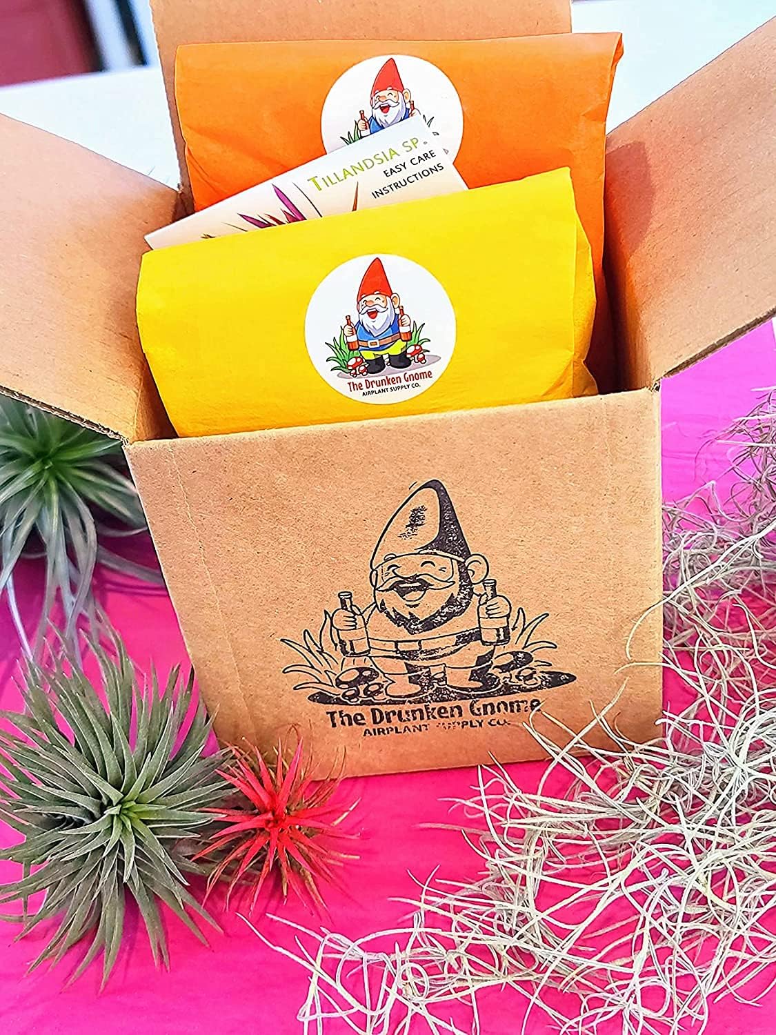 The Drunken Gnome Collection Tillandsia – Soporte de exhibición de plantas de aire con planta de aire de The Drunken Gnome Airplants incluidas