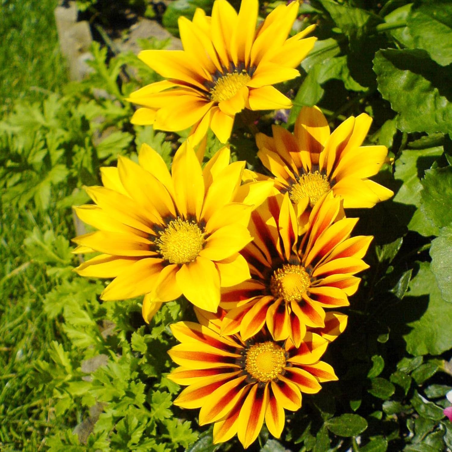 YEGAOL Garden – 100 semillas de Gazania para plantar sin OGM tolerantes a la sequía, plantas de cobertura del suelo, semillas anuales de bajo