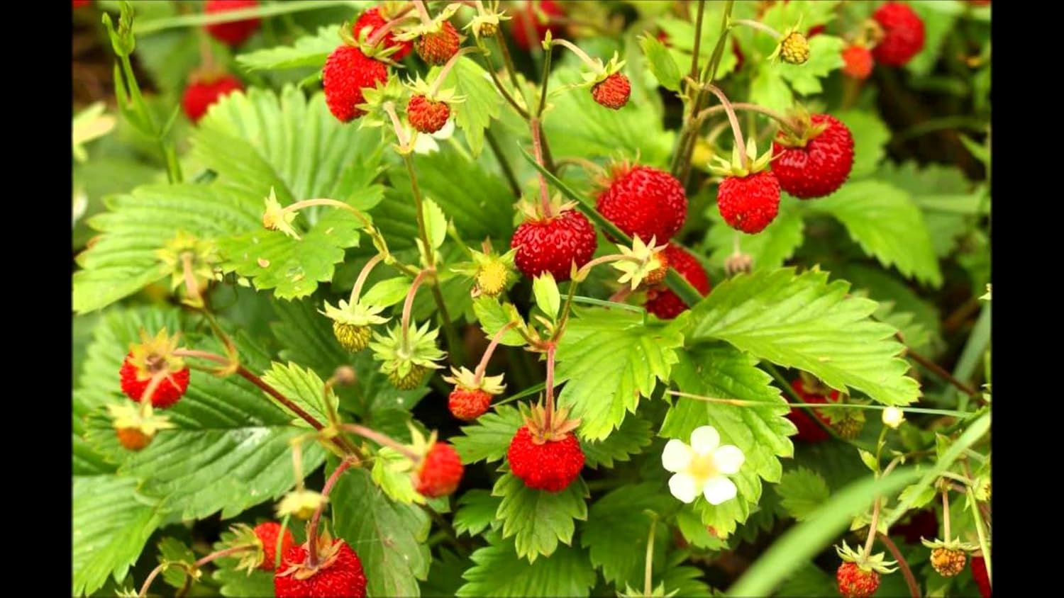 Fruit Alpine Giant Strawberry Regina Red – 100 Semillas