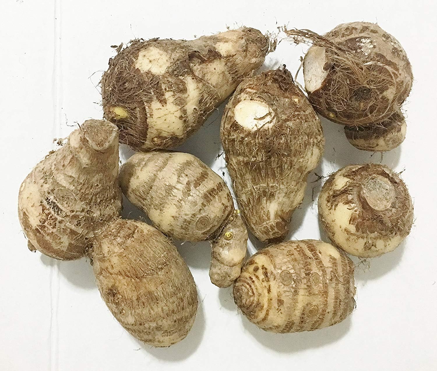 3 bulbos de oreja de elefante (colocasia) para un efecto tropical audaz para el jardín