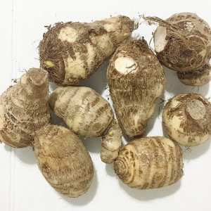 Holland Bulb Farms Oreja de Elefante – Colocasia esculenta (Oreja de Elefante – Colocasia esculenta 4 Bulbos Taro) Holland Bulb Farms Oreja de Elefante – Colocasia esculenta (Oreja de Elefante – Colocasia esculenta 4 Bulbos Taro)