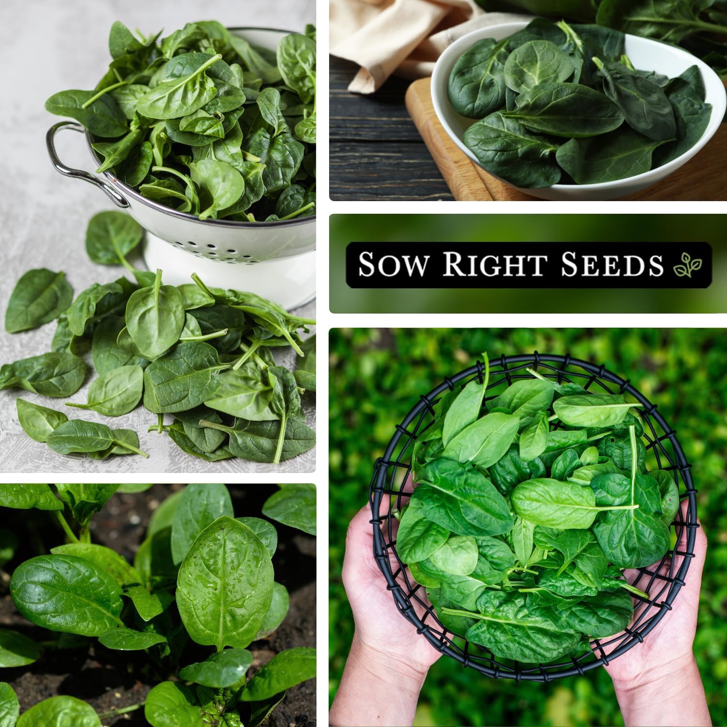 Sow Right Seeds – Semillas de espinaca Bloomsdale para plantar – Paquete de reliquia sin OMG con instrucciones para plantar y cultivar un huerto en
