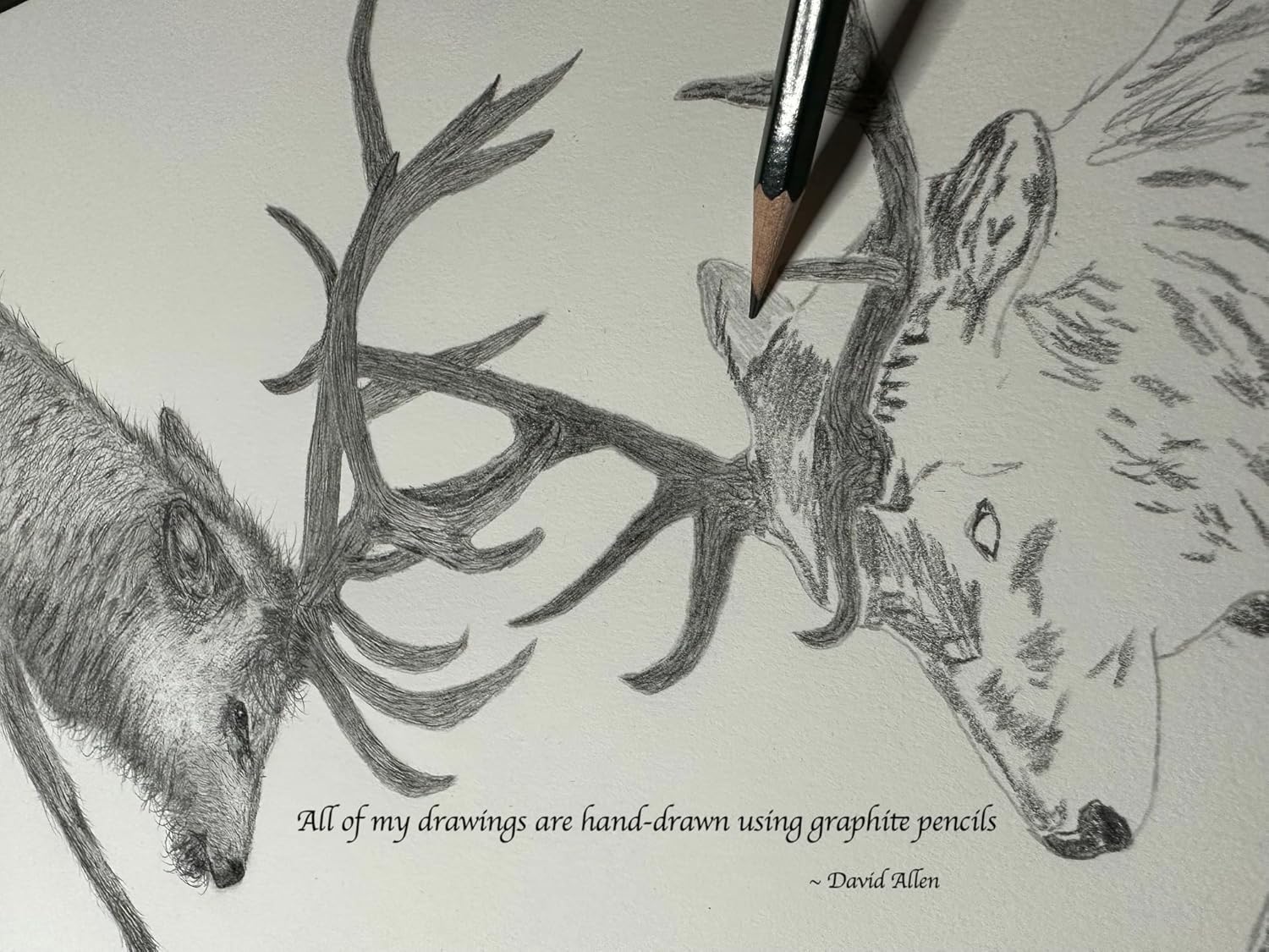 Ostrich Bird Africa Nature Wildlife Graphite Pencil Art Sketch Drawing Print Picture Limited Edition  ‘I’ll Fly Tomorrow’ by David Allen (11×14 Mat
