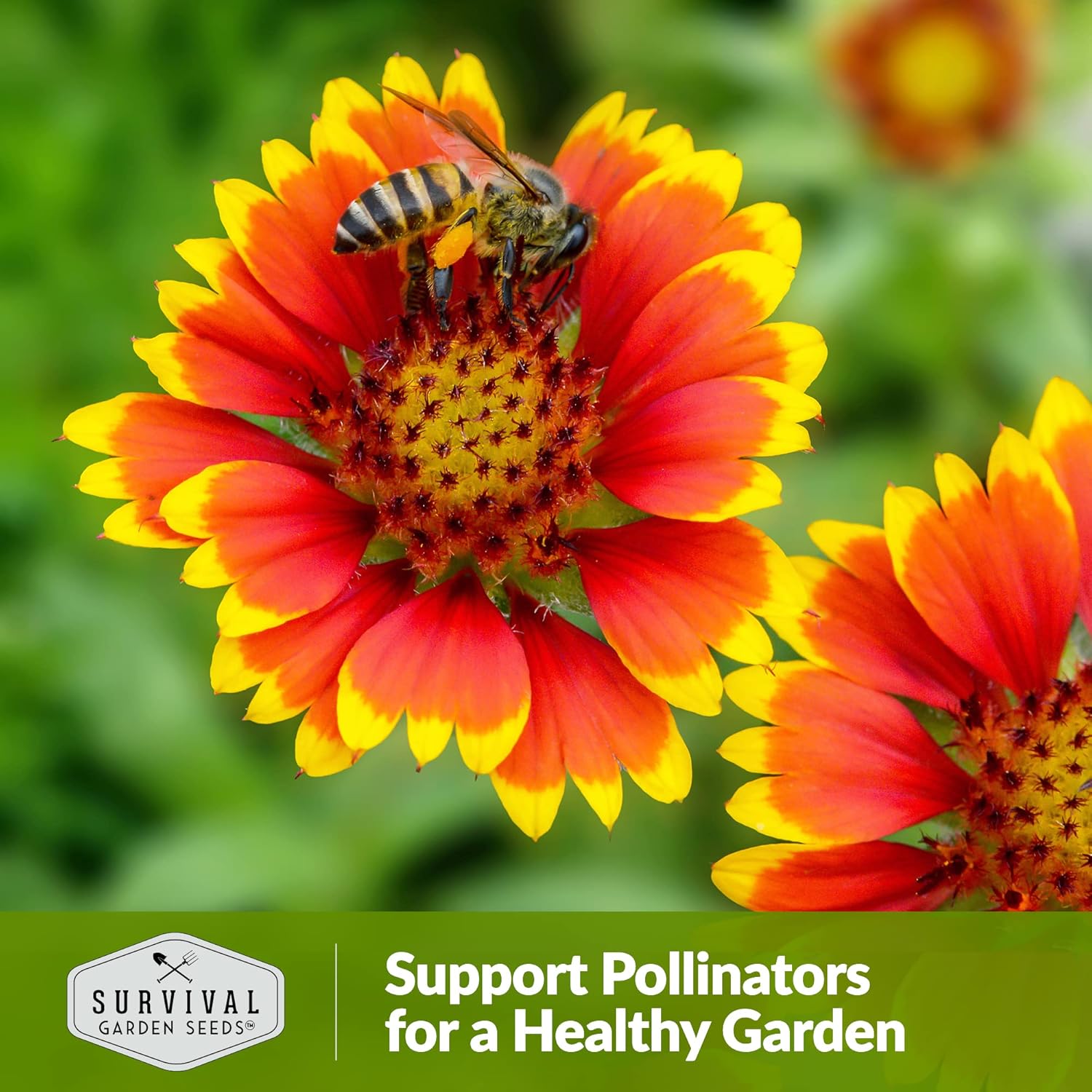 Survival Garden Seeds – Semillas de flores para plantar – Paquete con instrucciones para plantar y cultivar Gaillardia Pulchella en el huerto de tu