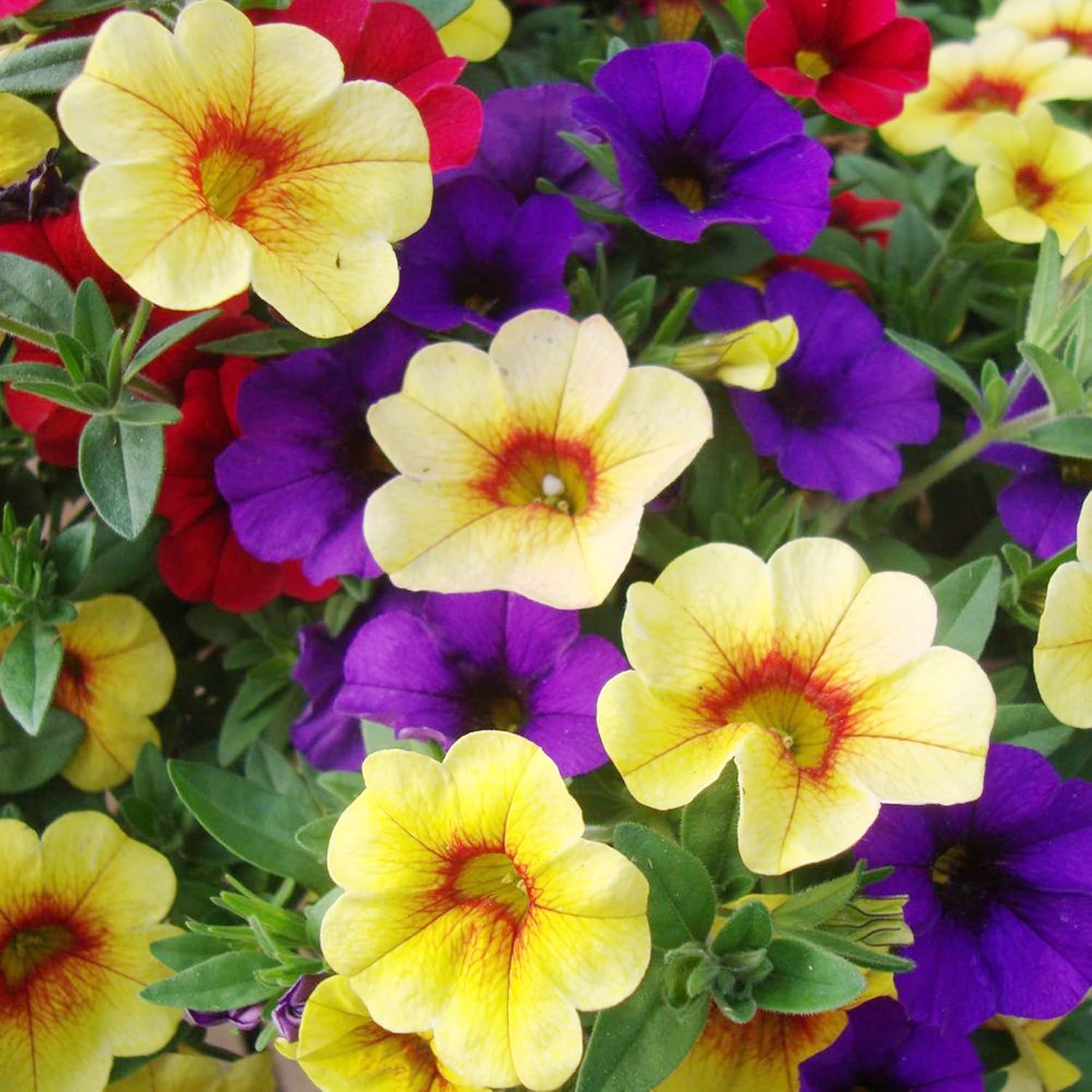 YEGAOL Garden – Semillas de Calibrachoa mixtas atrae anualmente polinizadores, cestas colgantes, camas para exteriores, 100 semillas de flores