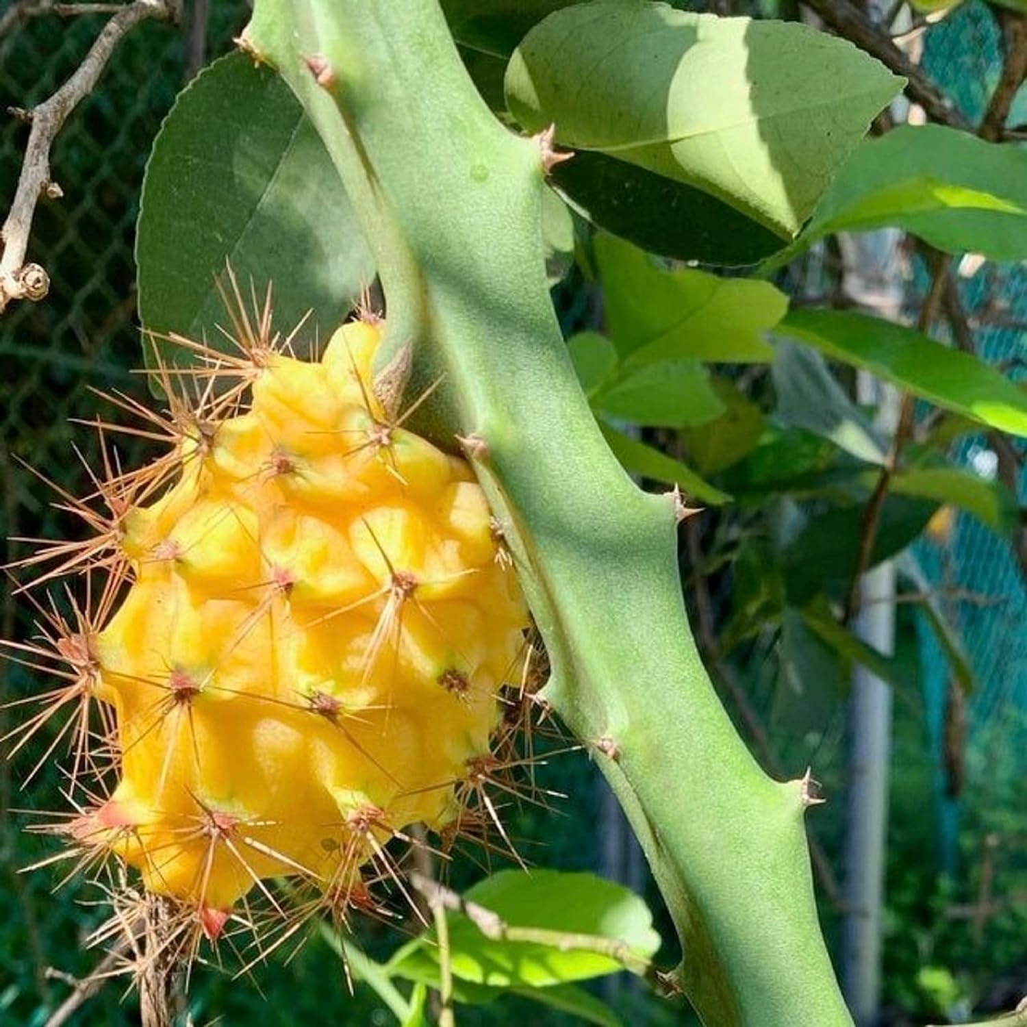 CHUXAY GARDEN Semilla de fruta del dragón amarillo 50 semillas de color raro Pitaya Fruit Heirloom Dulce Jugoso Frutas Ricas en Vitaminas