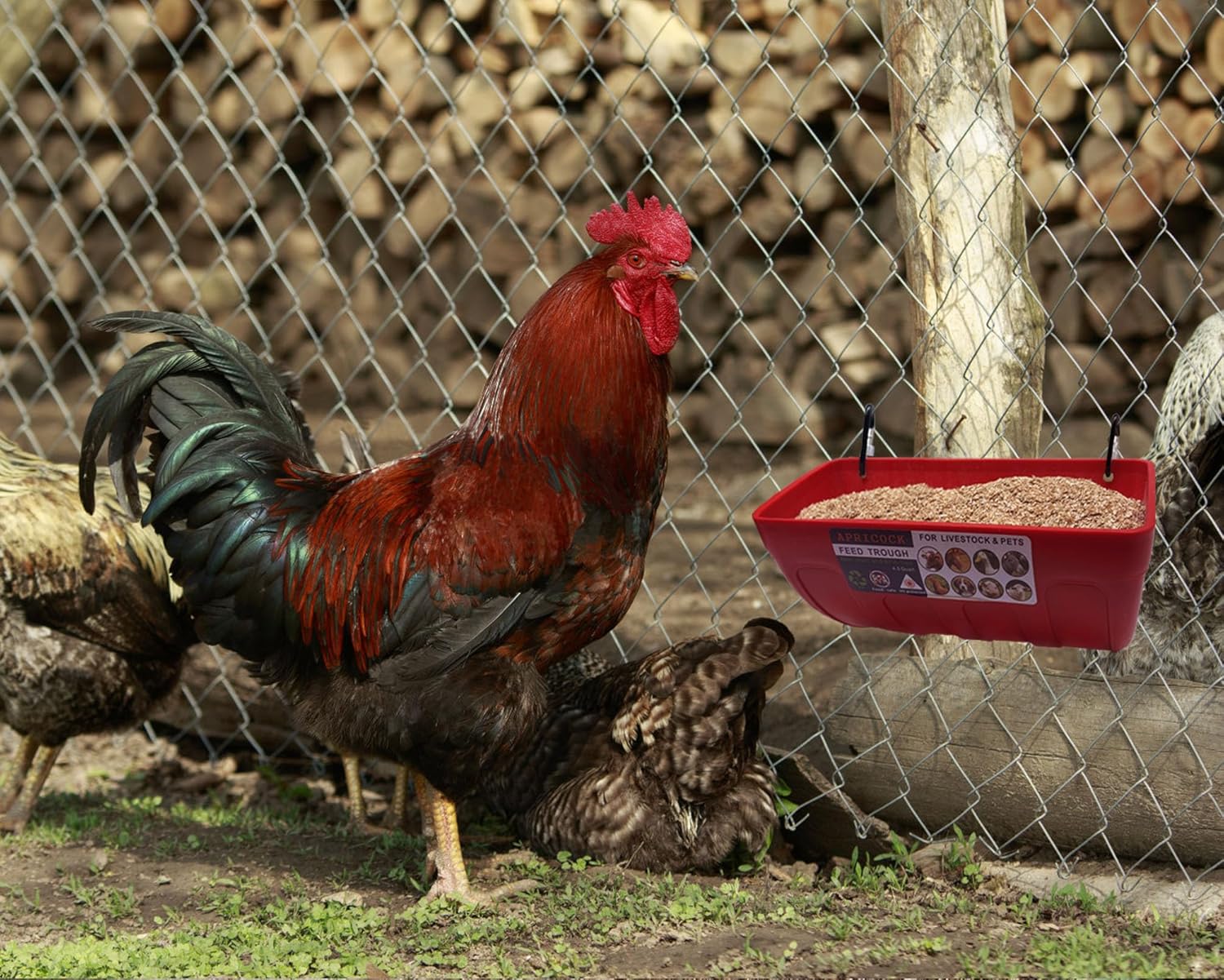 Paquete de 2 canales de alimentación y cubo de agua con clips, para cabras, pollos, patos, ovejas, lechones, ciervos, gansos, pavos, suministros de