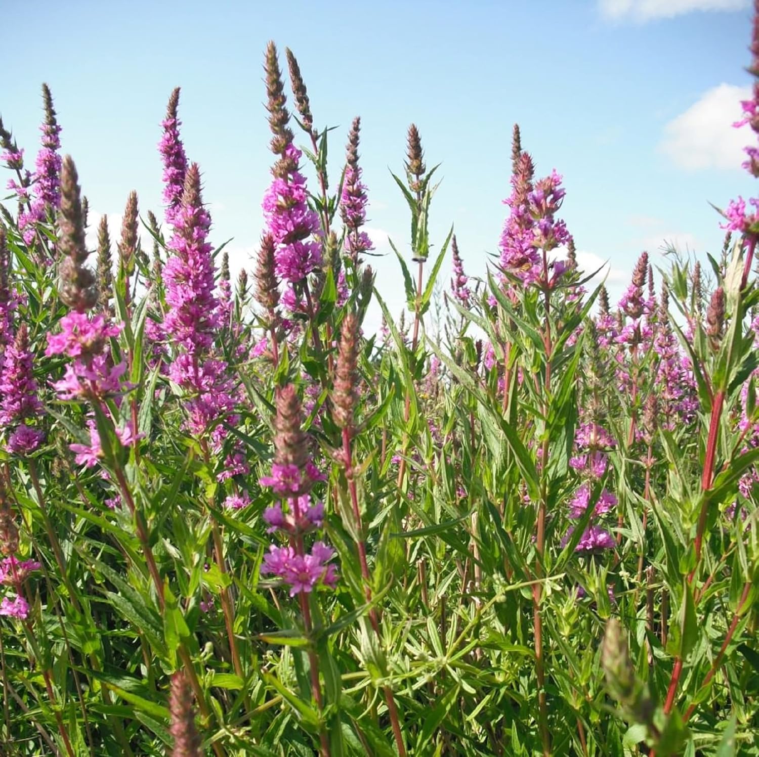 CHUXAY GARDEN Lythrum Salicaria-Purple Loosestrife,Lentrife morada,Purple Lythrum 10 semillas Lythrum Rosy Gem Wildflower Perenne Floración para