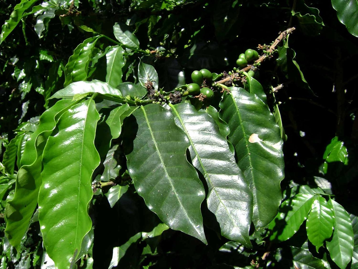 Semillas Árbol de café árabe Enano Montaña Perenne Jardín Flores para Plantar No GMO