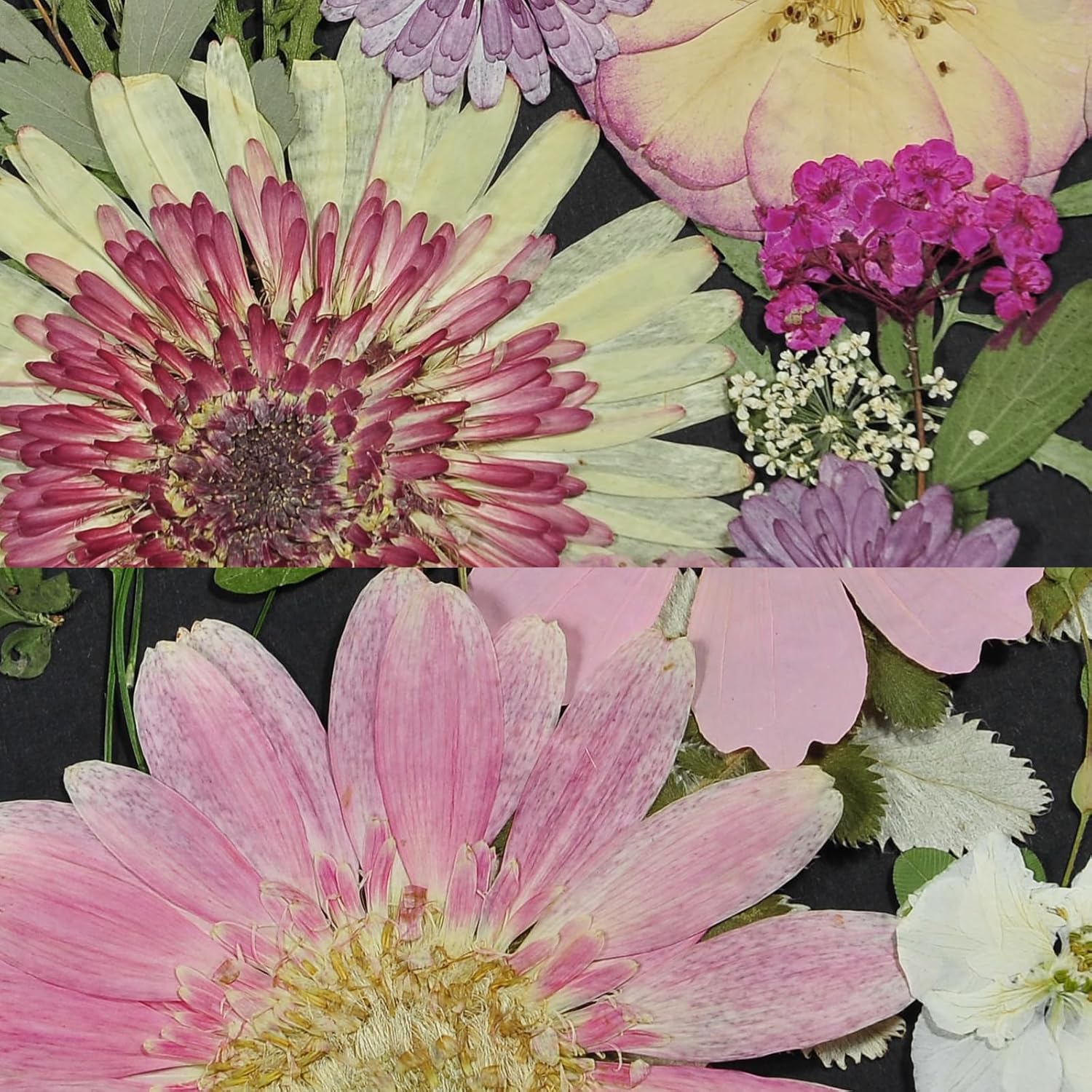 CONVELIFE Flores secas prensadas blancas, juego de 40 piezas de flores naturales reales con pinzas, flores prensadas para resina, bricolaje,