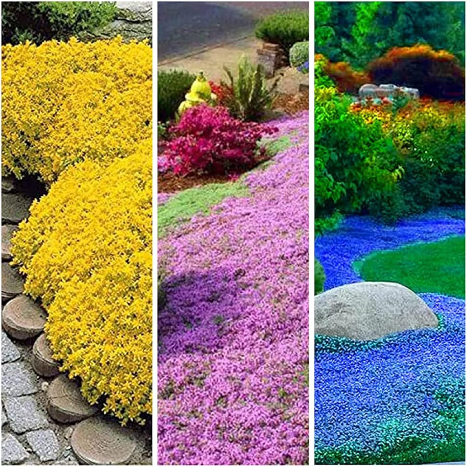 CHUXAY GARDEN Mezcla de 100 semillas de tomillo rastrero Thymus Serpyllum Planta altamente fragante, duradera, resistente, flores silvestres nativas