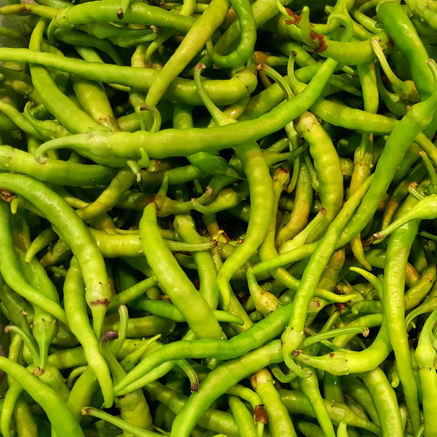 Piparras Pimientos Verdes Vascos en Salmuera – 64 onzas