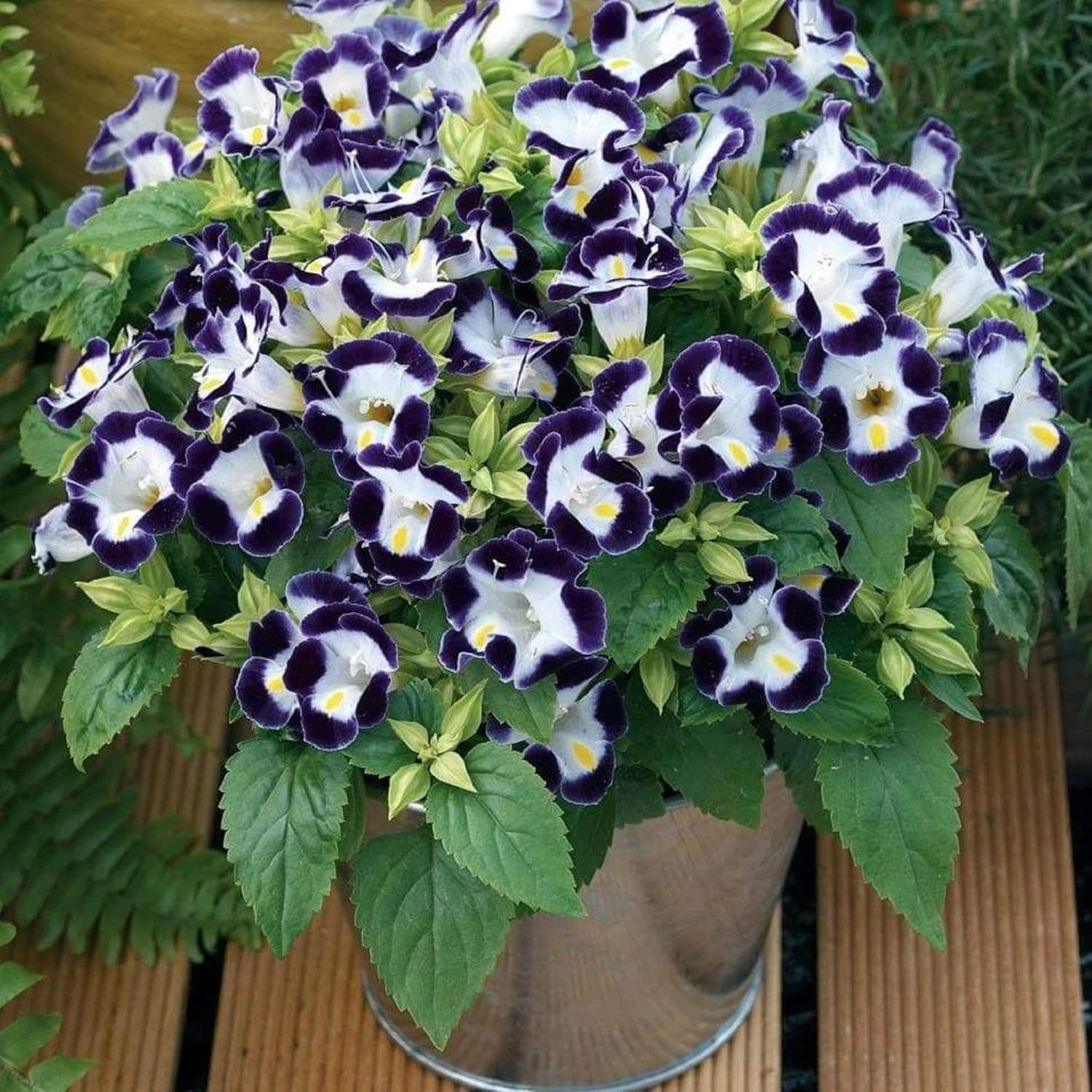 CHUXAY GARDEN Deep Blue Torenia Fournieri, Bluewings, Flor de espina de horquilla 20 semillas Hermosas flores paisaje anual crece en jardín y macetas